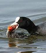 Eurasian Coot