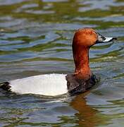 Common Pochard