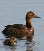 Common Pochard