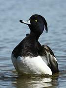 Tufted Duck