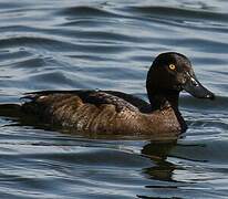 Tufted Duck