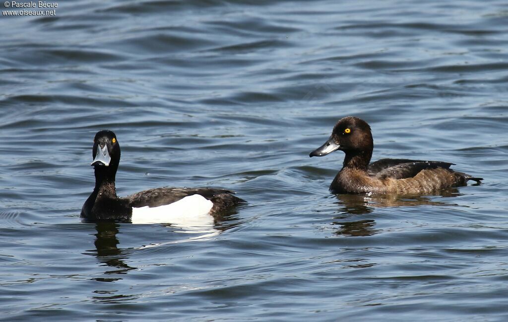 Tufted Duck 