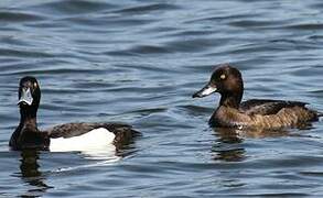 Tufted Duck