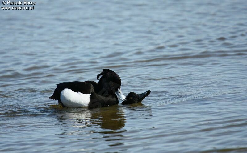 Tufted Duck adult