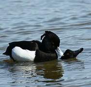 Tufted Duck