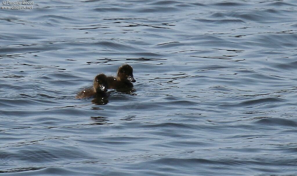 Tufted Duckjuvenile