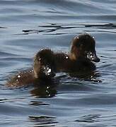 Tufted Duck