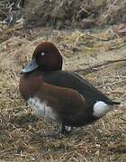 Ferruginous Duck