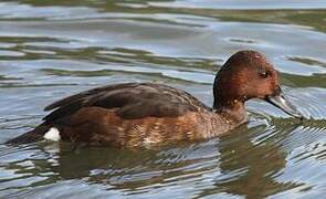 Ferruginous Duck