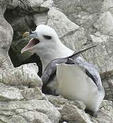 Fulmar boréal