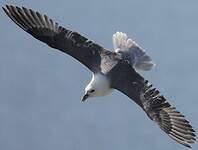 Fulmar boréal