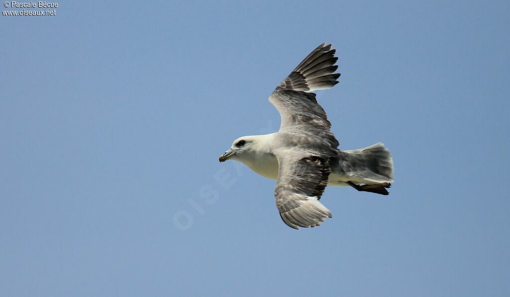 Northern Fulmar