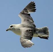 Northern Fulmar