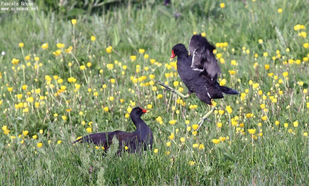 Gallinule poule-d'eau mâle adulte, Comportement