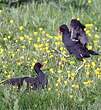 Gallinule poule-d'eau