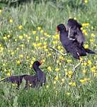 Gallinule poule-d'eau