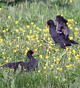 Common Moorhen