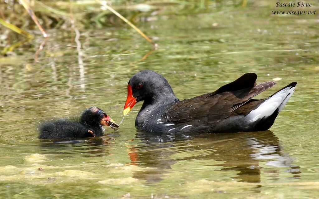 Common Moorhen, Behaviour