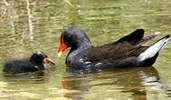 Gallinule poule-d'eau