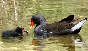 Gallinule poule-d'eau