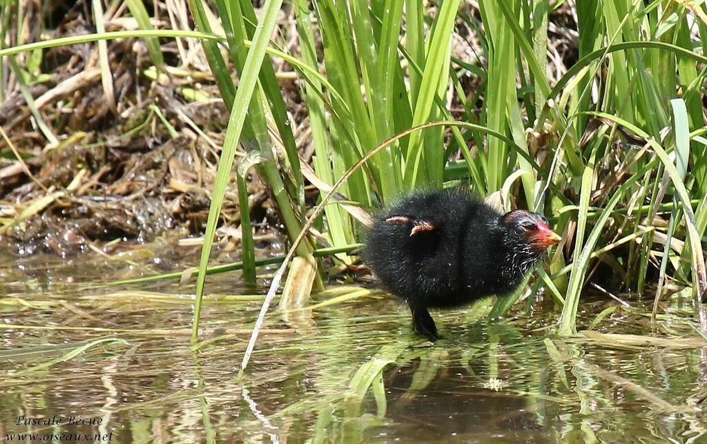 Gallinule poule-d'eaujuvénile