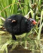 Gallinule poule-d'eau