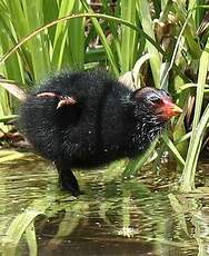 Gallinule poule-d'eau