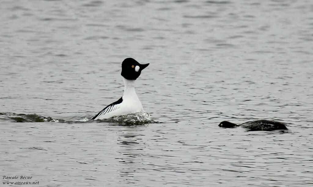 Common Goldeneye adult