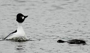 Common Goldeneye