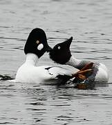 Common Goldeneye