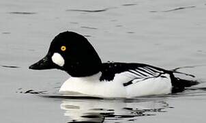 Common Goldeneye