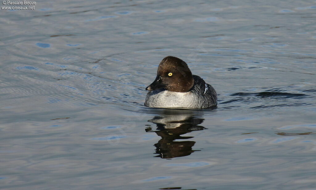 Common Goldeneye female adult