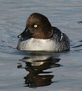 Common Goldeneye