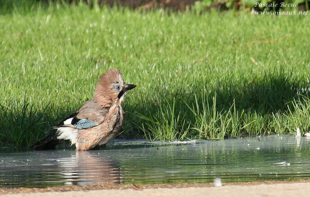 Eurasian Jayadult