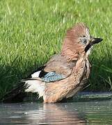 Eurasian Jay