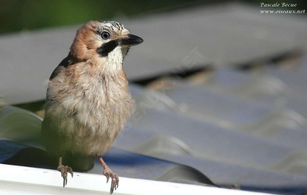 Eurasian Jayadult