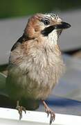 Eurasian Jay