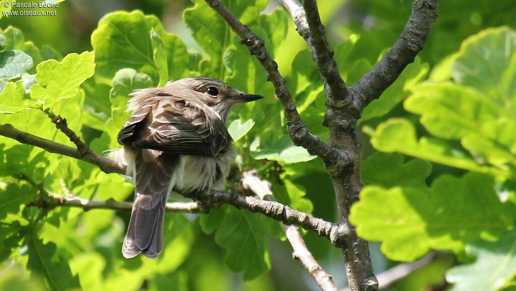 Spotted Flycatcher