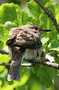 Spotted Flycatcher