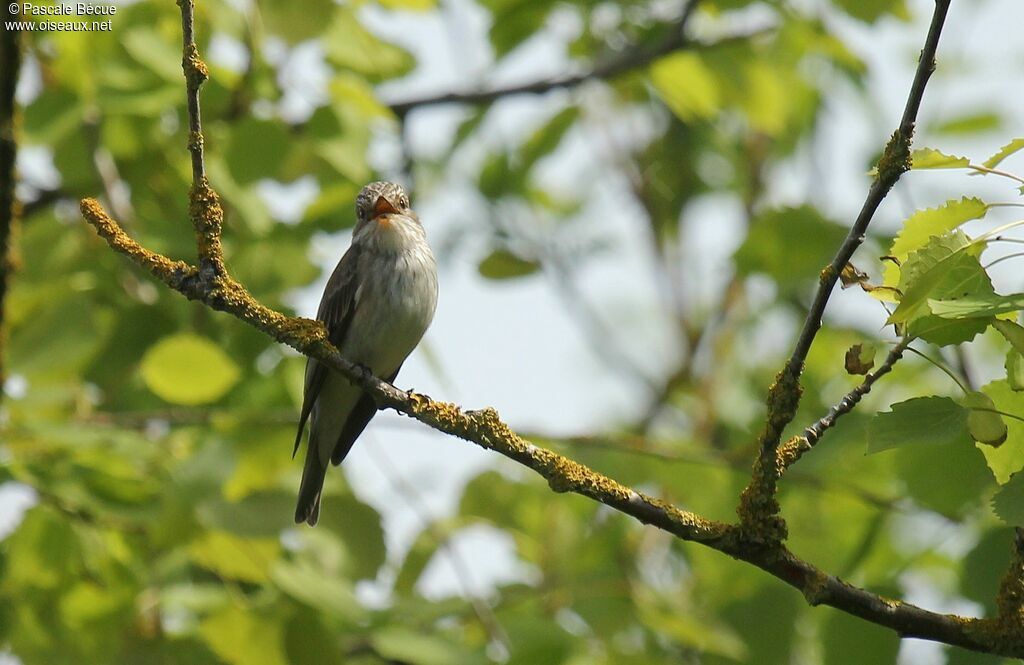 Spotted Flycatcheradult