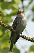 Spotted Flycatcher