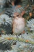 Spotted Flycatcher