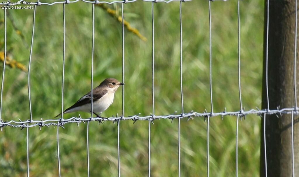 European Pied Flycatcheradult