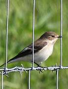 European Pied Flycatcher