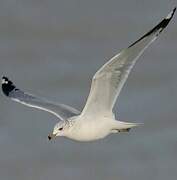 Ring-billed Gull