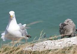 European Herring Gull