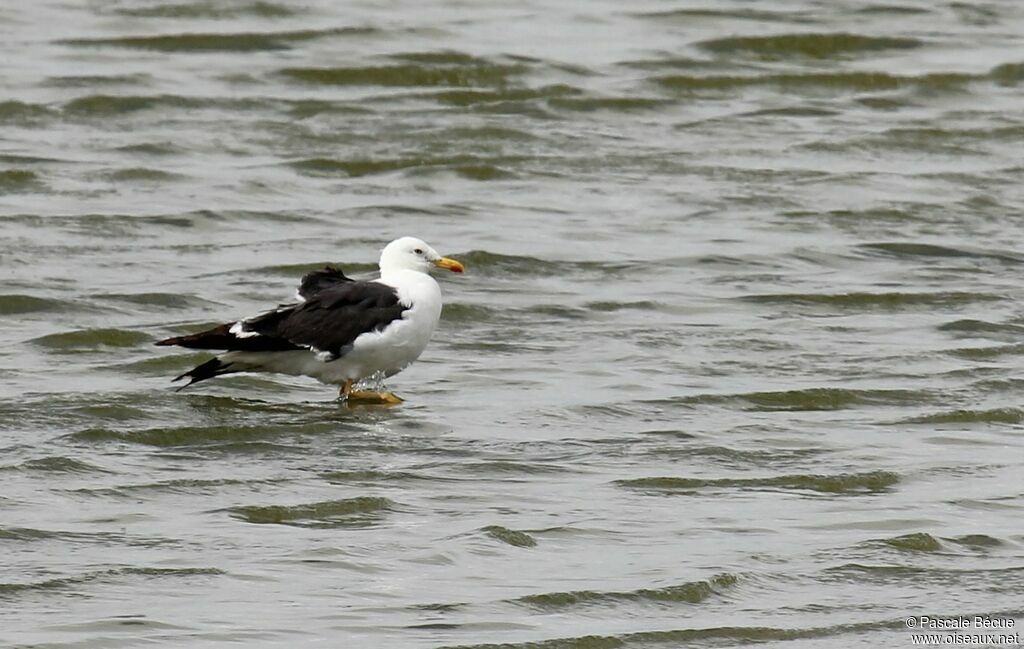 Lesser Black-backed Gulladult