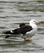 Lesser Black-backed Gull