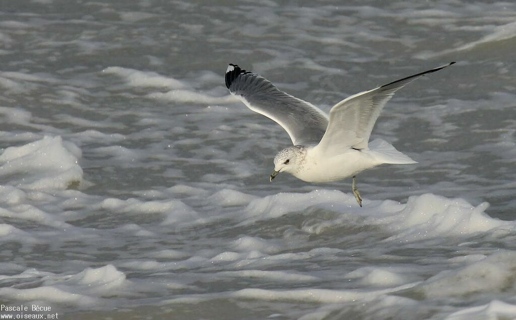 Common Gulladult, Flight