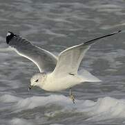 Common Gull